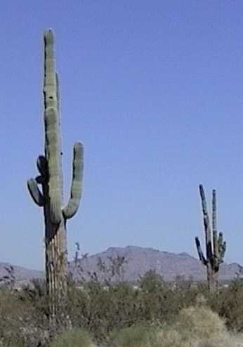 Arizona style cactus