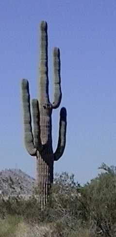 Arizona style cactus