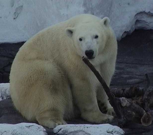 Polar bear at Sea World