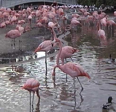 Flamingos at Sea World