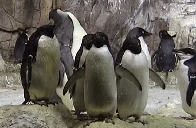 Penguins at Sea World