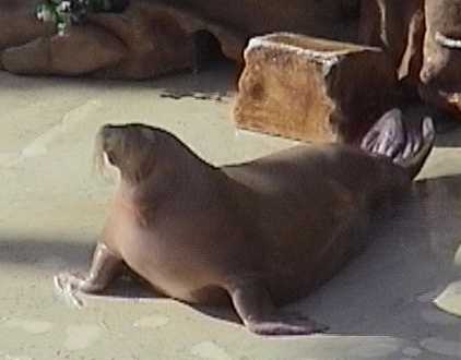 Seal at Sea World